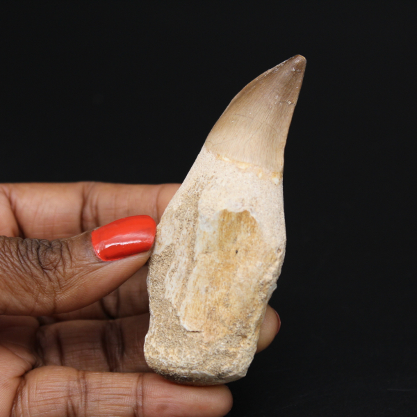 Mosasaur fossil tand från Marocko