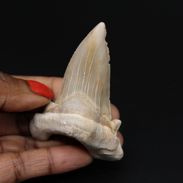 Fossil tand av haj Otodus obliquus