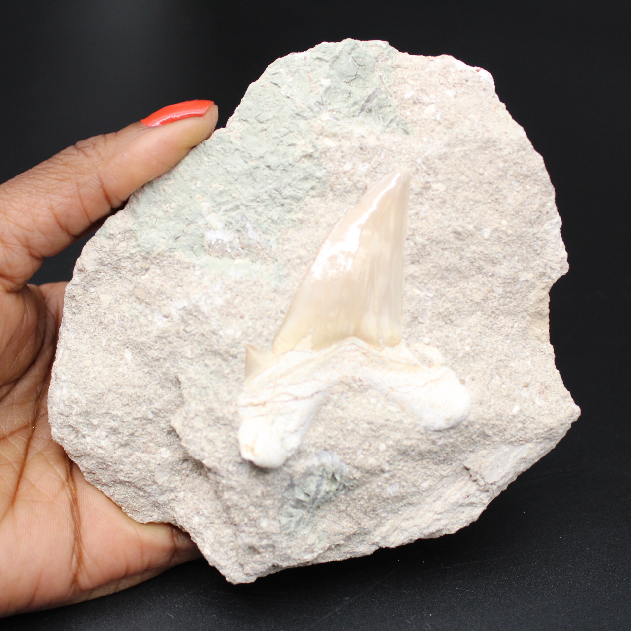 Fossiltand på matris från Marocko Otodus obliquus