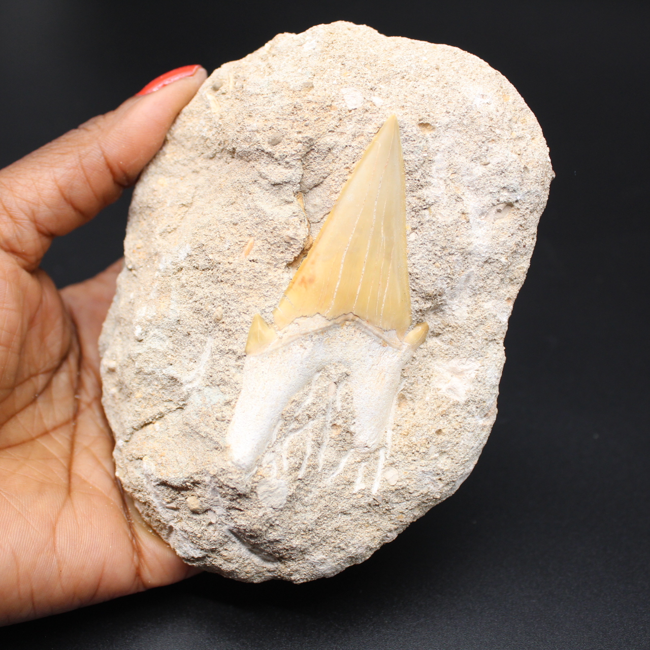 Fossilprov för hajtand på matris