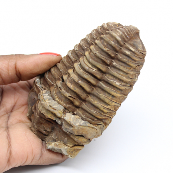 Fossil trilobit