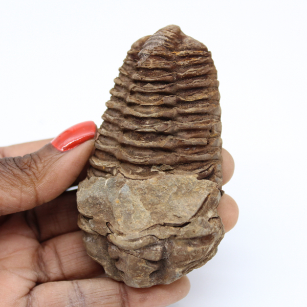Fossil av Marocko trilobit