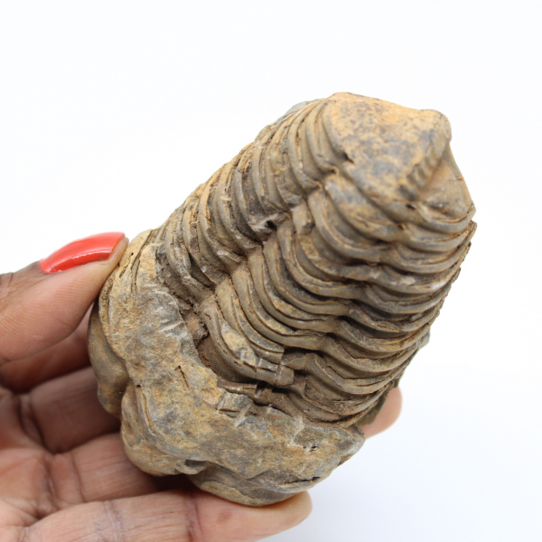 Fossiliserad marockansk trilobit
