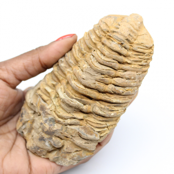 Fossil trilobit