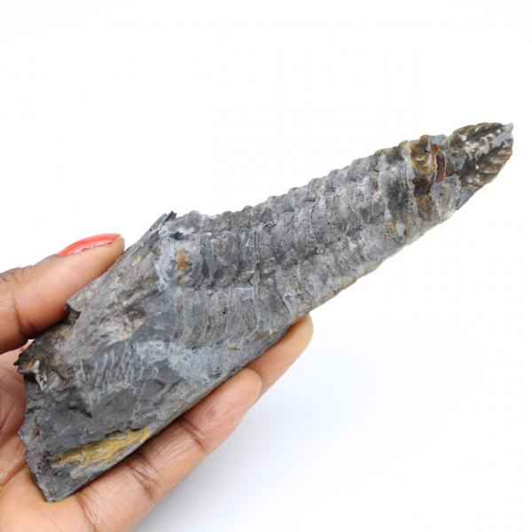 Brittany trilobit fossil