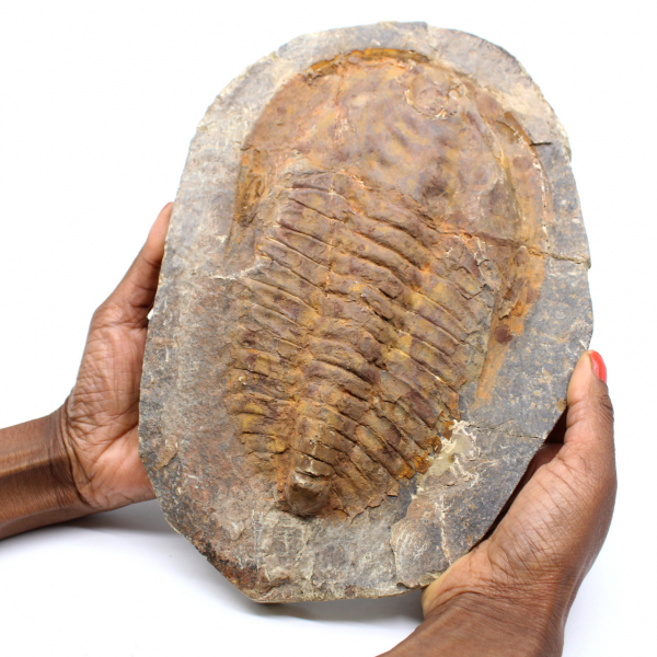 Stort trilobitfossil från Marocko