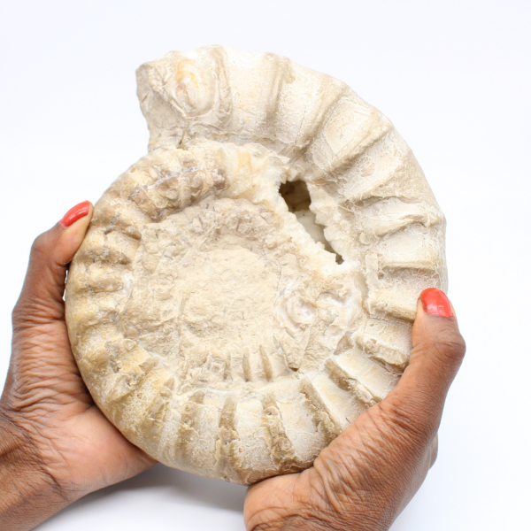 Fossil ammonit