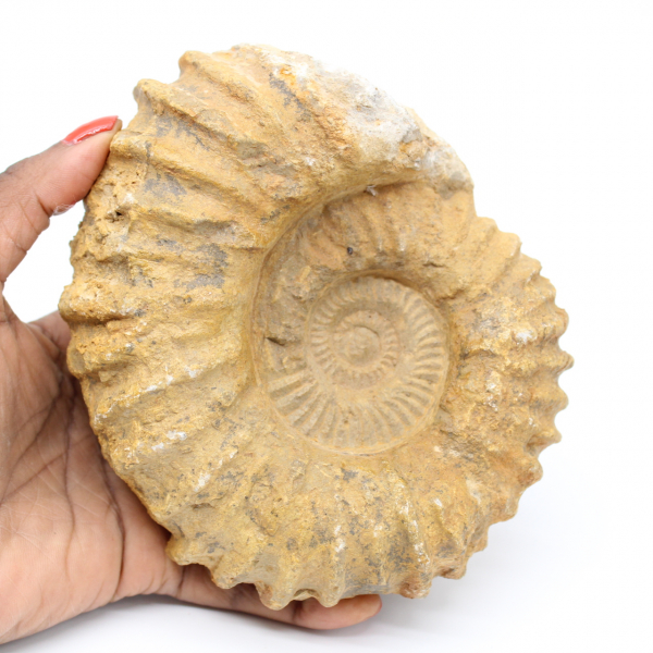 Fossiliserad ammonit från Marocko