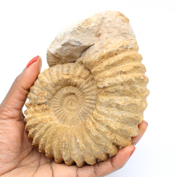 Ammonitfossil från Marocko