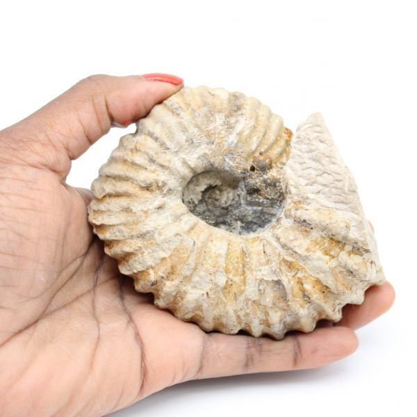 Fossiliserad marockansk ammonit