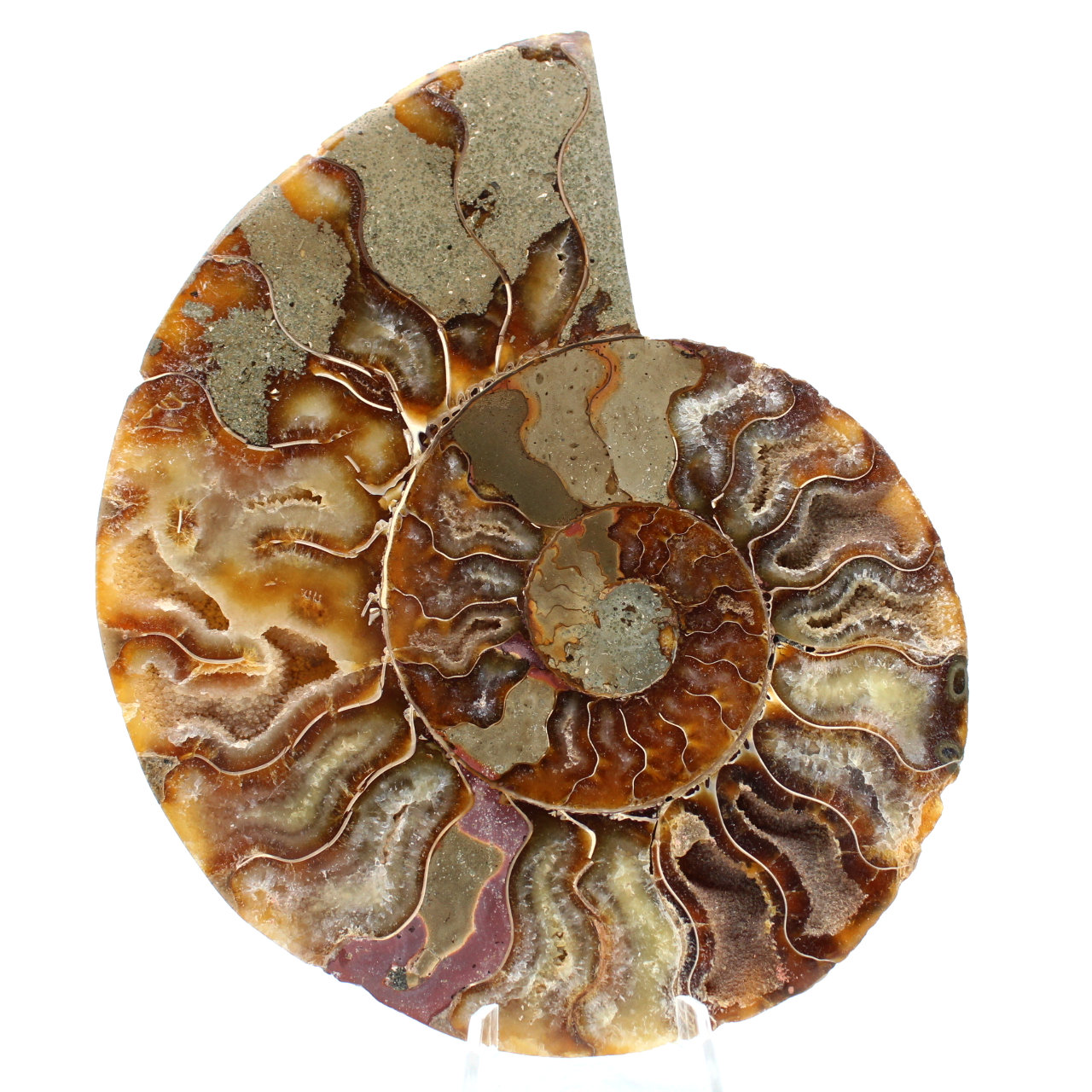 Ammonit från Madagaskar