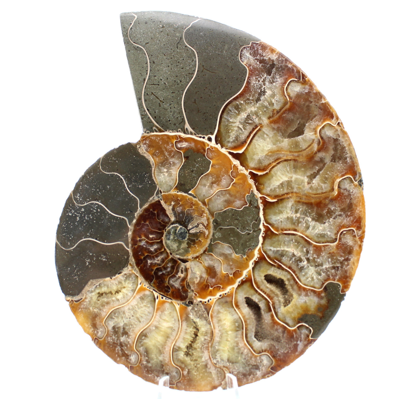 Ammonitfossil i ett stycke