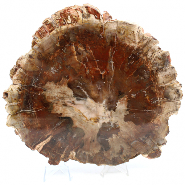 Naturlig fossiliserad träskiva