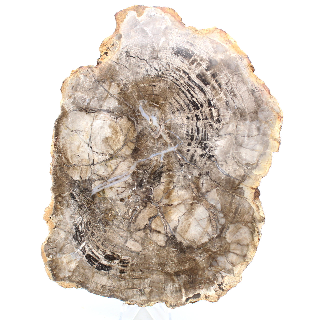 Polerat fossiliserat trä från Madagaskar