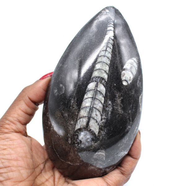 Naturliga fossila ortoceror