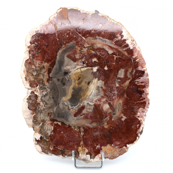 Skiva av naturligt fossiliserat trä