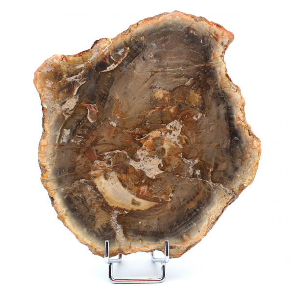 Skiva av naturligt fossiliserat trä