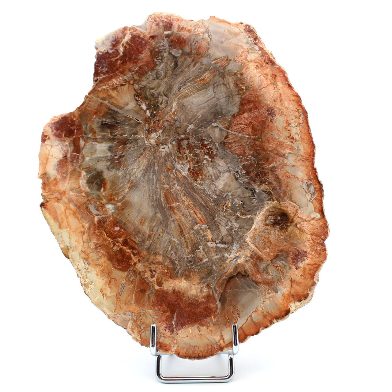 Skiva fossiliserat trä från Madagaskar