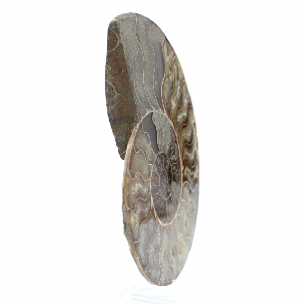 Fossil ammonit från madagaskar