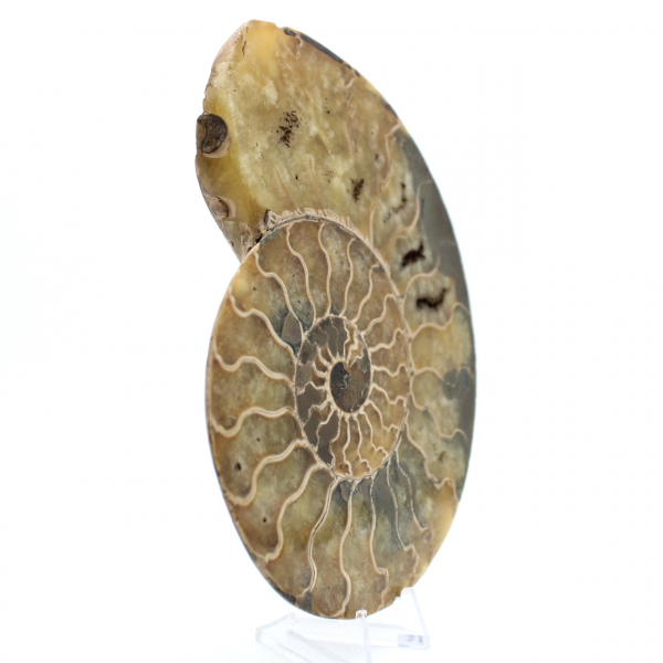 Fossil naturlig ammonit