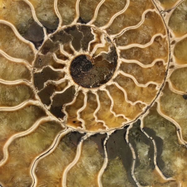 Fossil naturlig ammonit