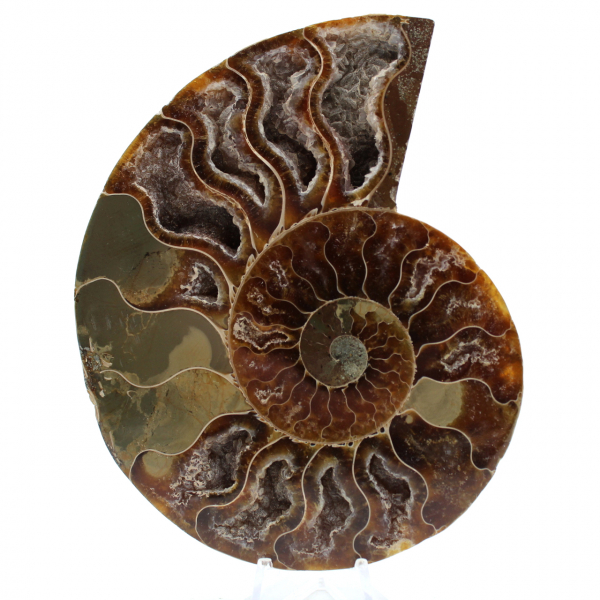Polerad ammonitfossil