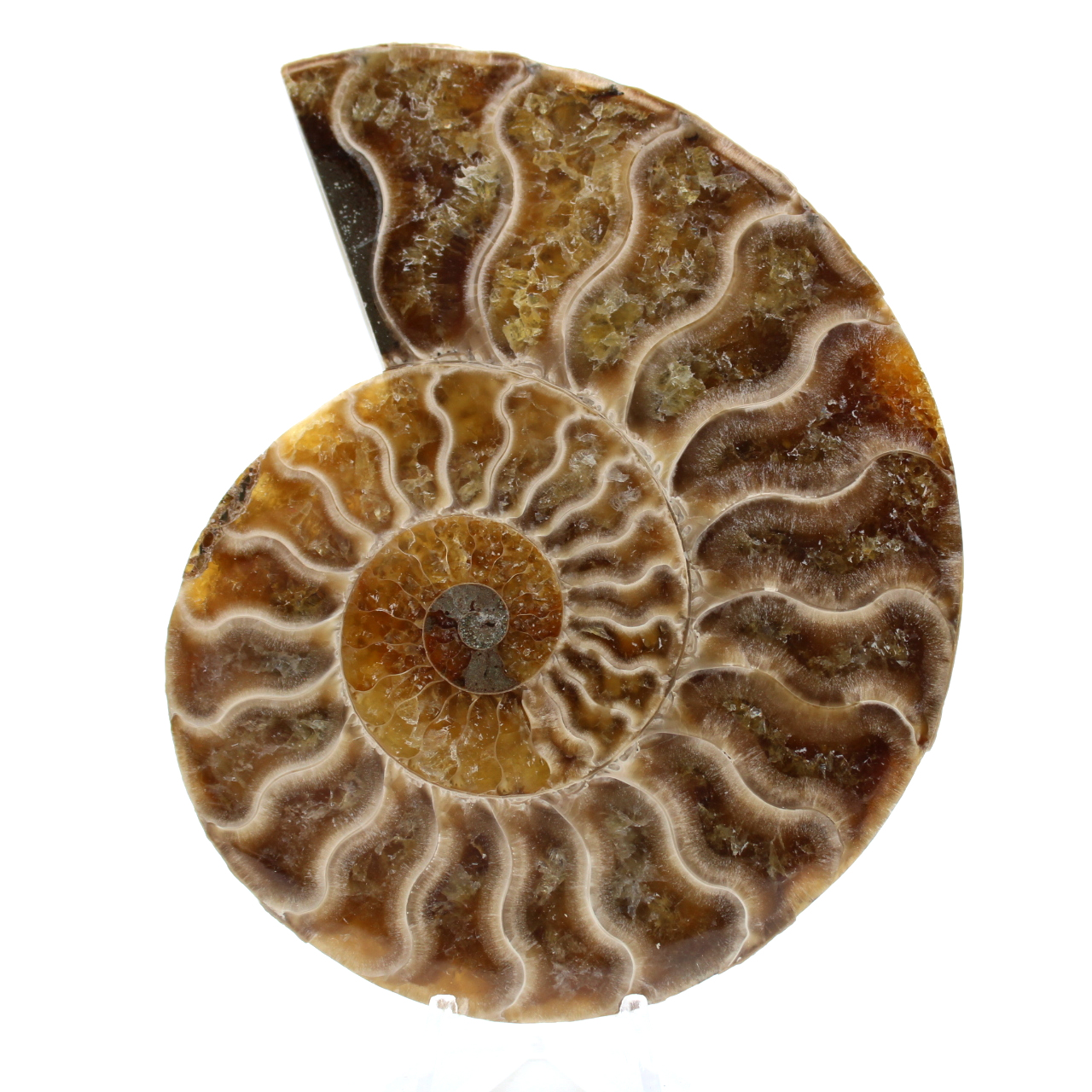 Polerad fossil ammonit från madagaskar