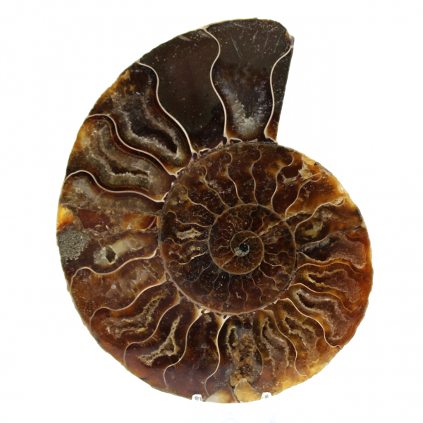 Fossilpolerad naturlig ammonit