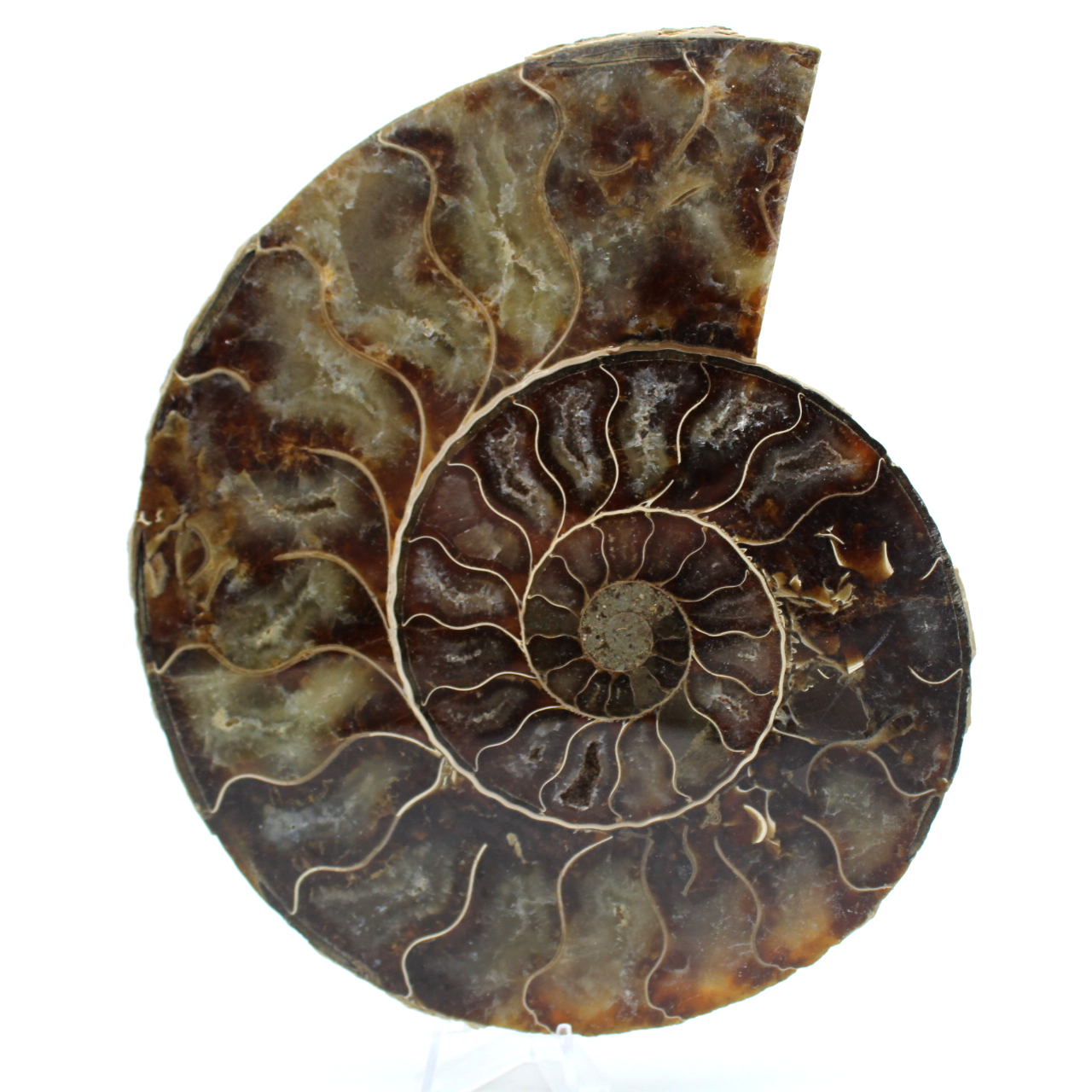 Polerad ammonit från madagaskar