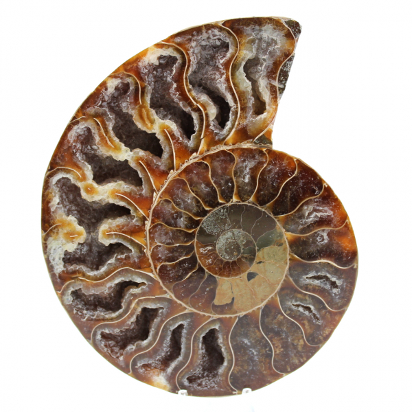 Fossiliserad ammonit