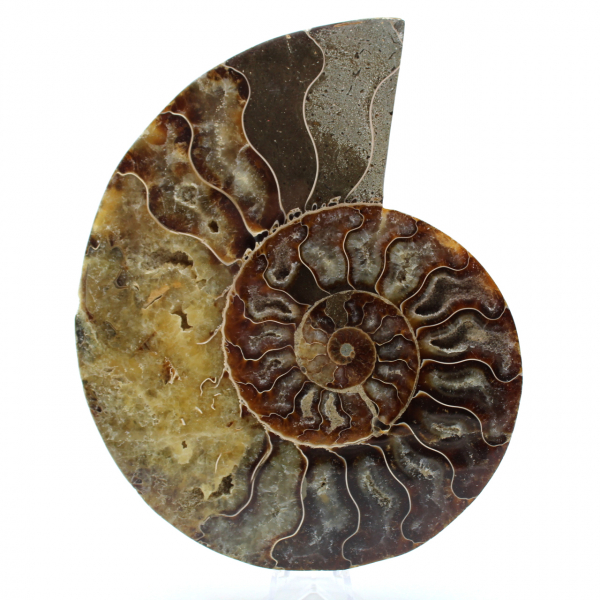 Fossilpolerad naturlig ammonit