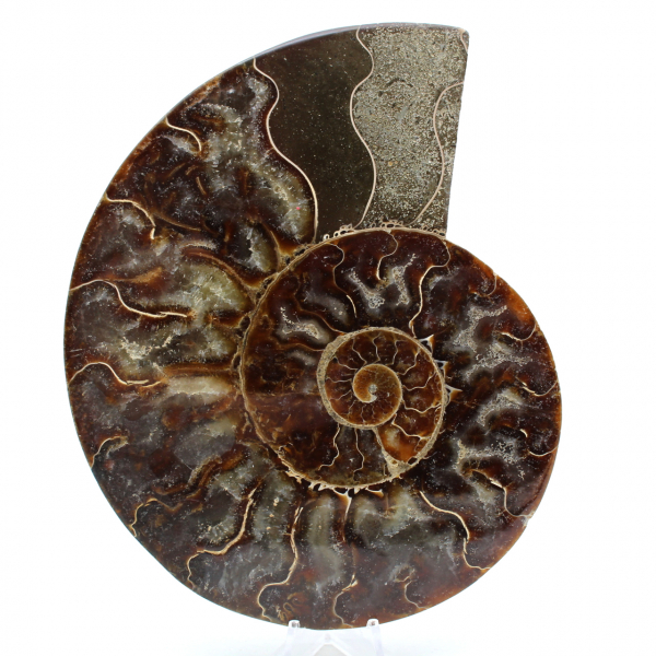 Ammonit från madagaskar