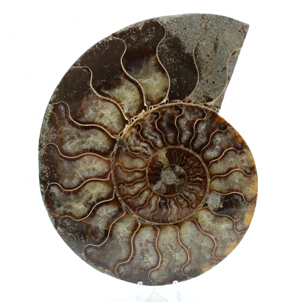Naturlig ammonit från madagaskar