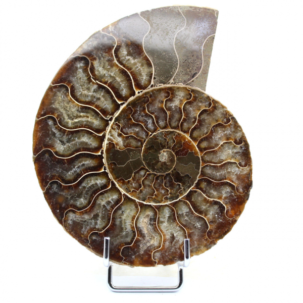 Polerad sågad ammonit