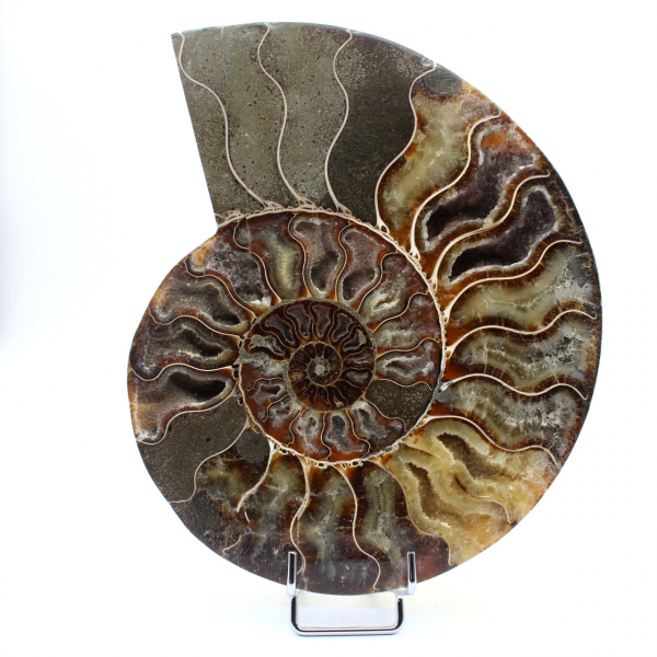 Polerad ammonit från Madagaskar
