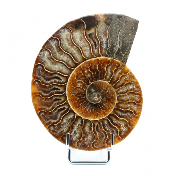Polerad fossiliserad ammonit