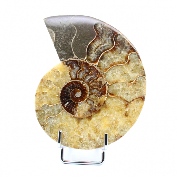 fossiliserad ammonit