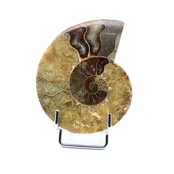 Naturlig polerad ammonit från Madagaskar