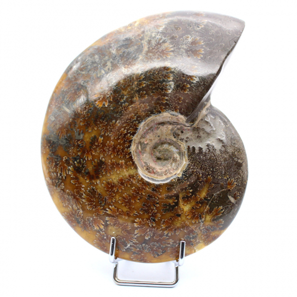 hel ammonit