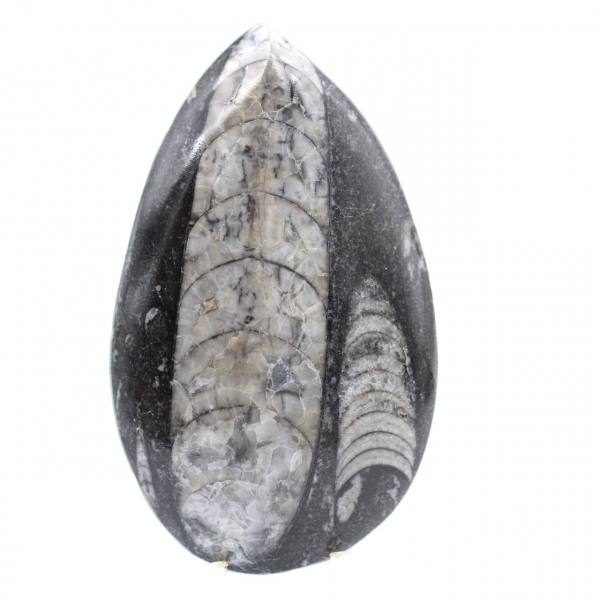 Fossil Orthoceras Marocko