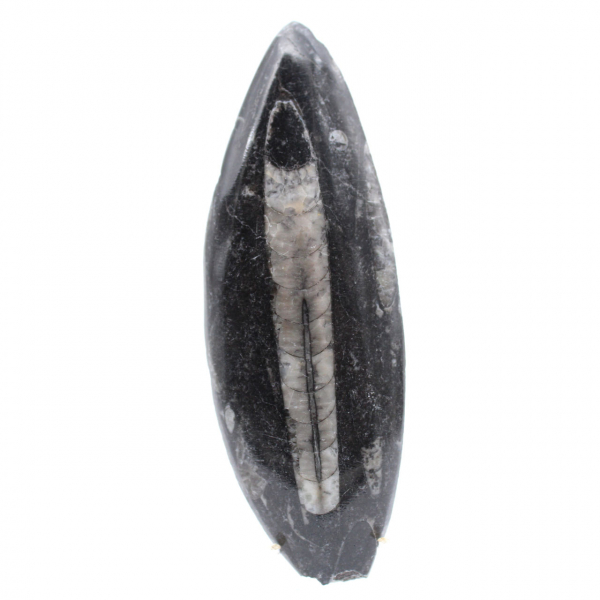 Polerade Orthoceras