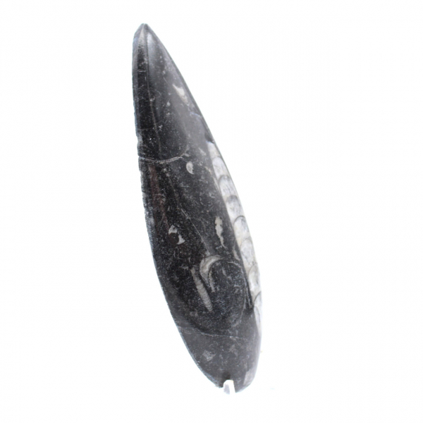 Orthoceras fossil