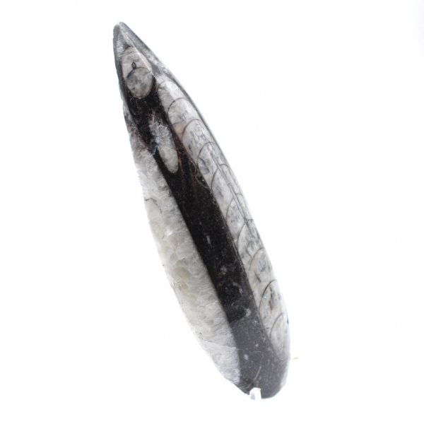 Fossil Orthoceras Marocko