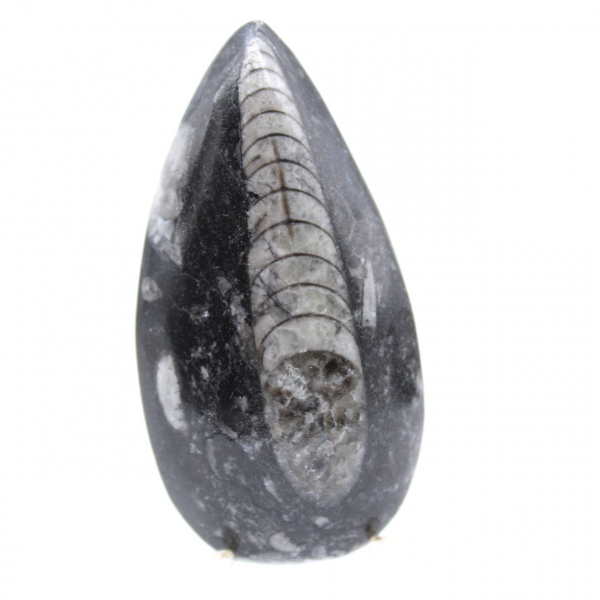 Fossil Orthoceras från Marocko