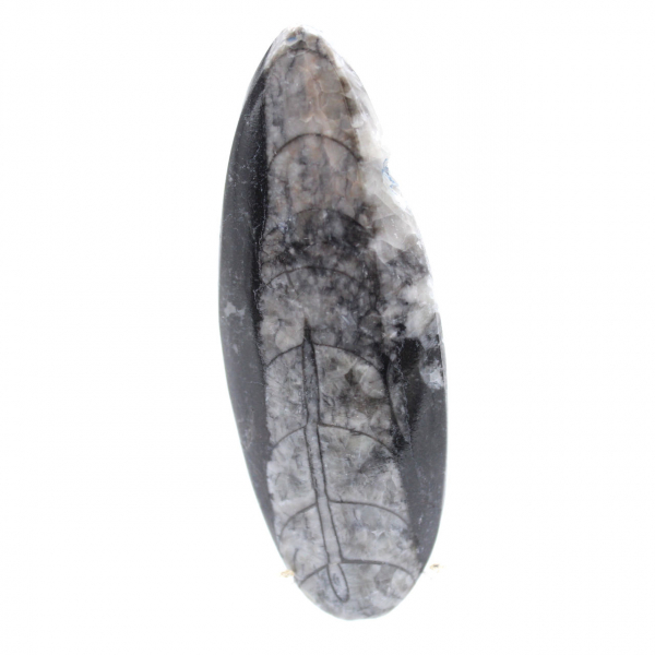 Orthoceras fossil från Marocko