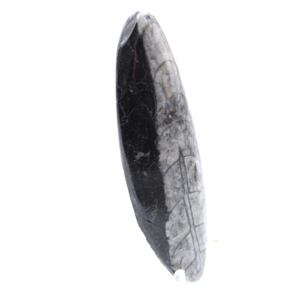 Orthoceras fossil från Marocko