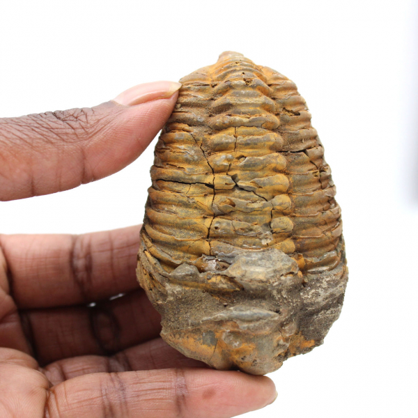 Trilobit fossil