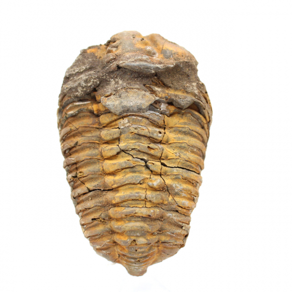 Trilobit fossil