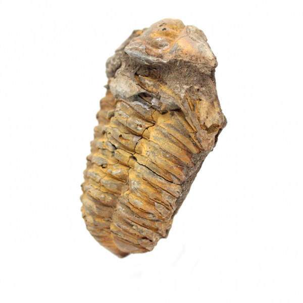 Trilobit fossil