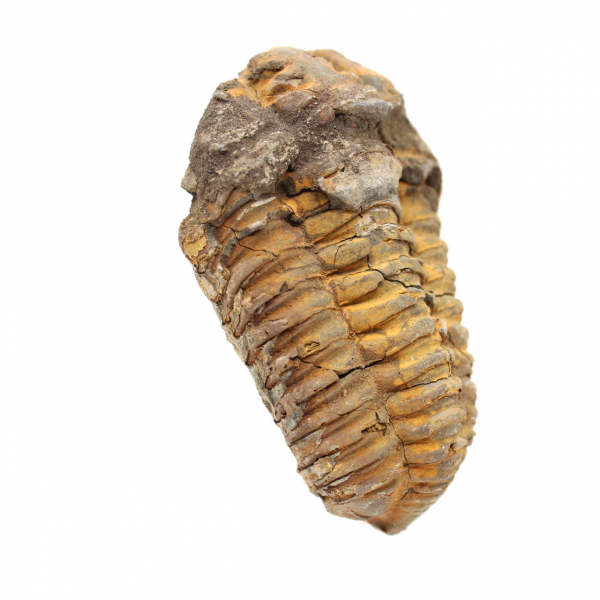 Trilobit fossil